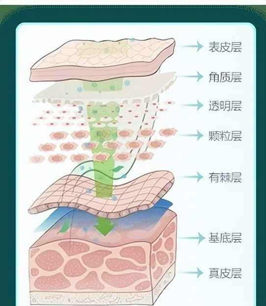 皮肤生理学皮脂膜图片