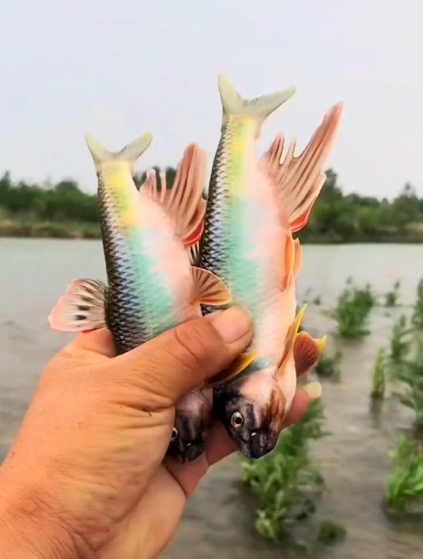 溪流钓又出新玩法,十有八九你不知,照着做,轻松一竿中双尾鱼!-度小视