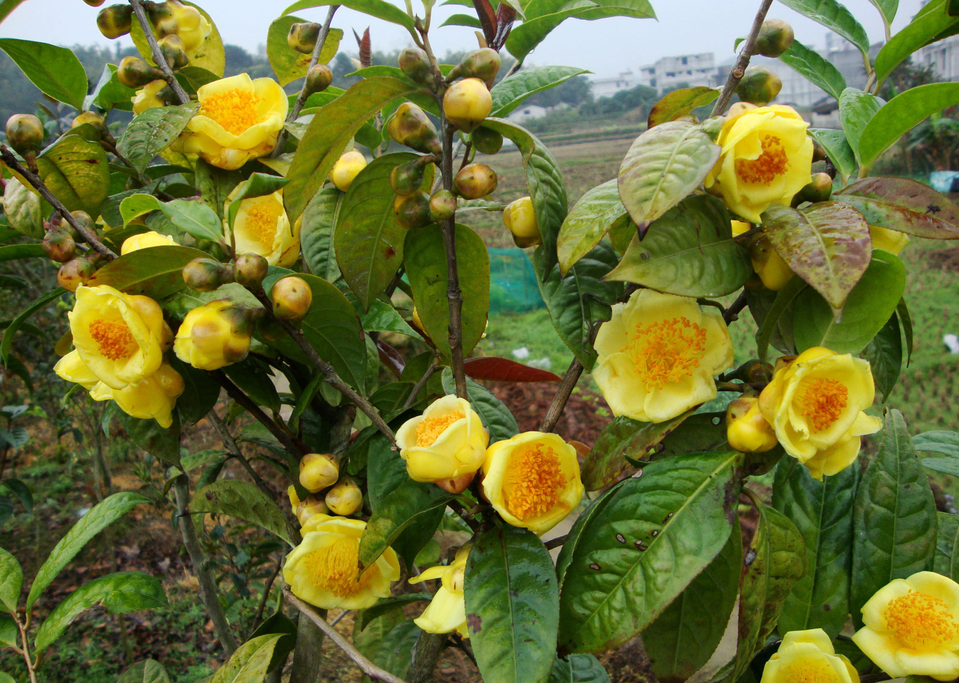 金花茶的功效与作用及食用方法,静可欣赏,药用治病,泡茶还好喝
