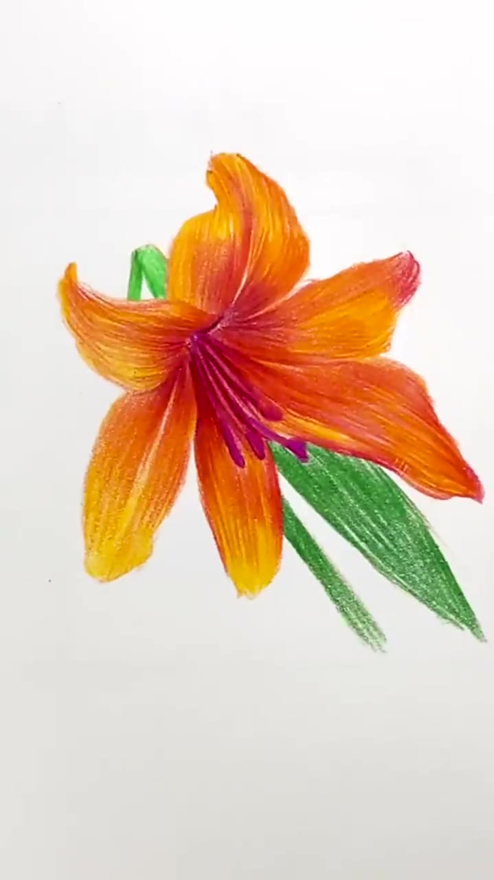 彩铅萱草花的正面画法