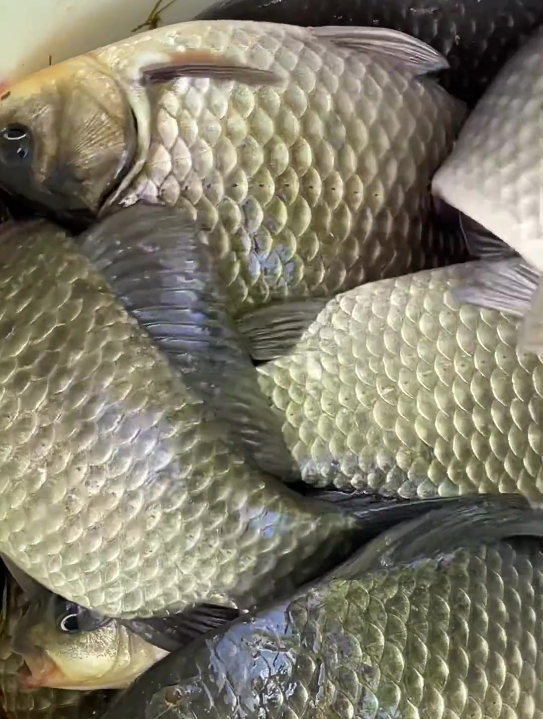 这鲫鱼怎么样,钓着钓着桶就满了