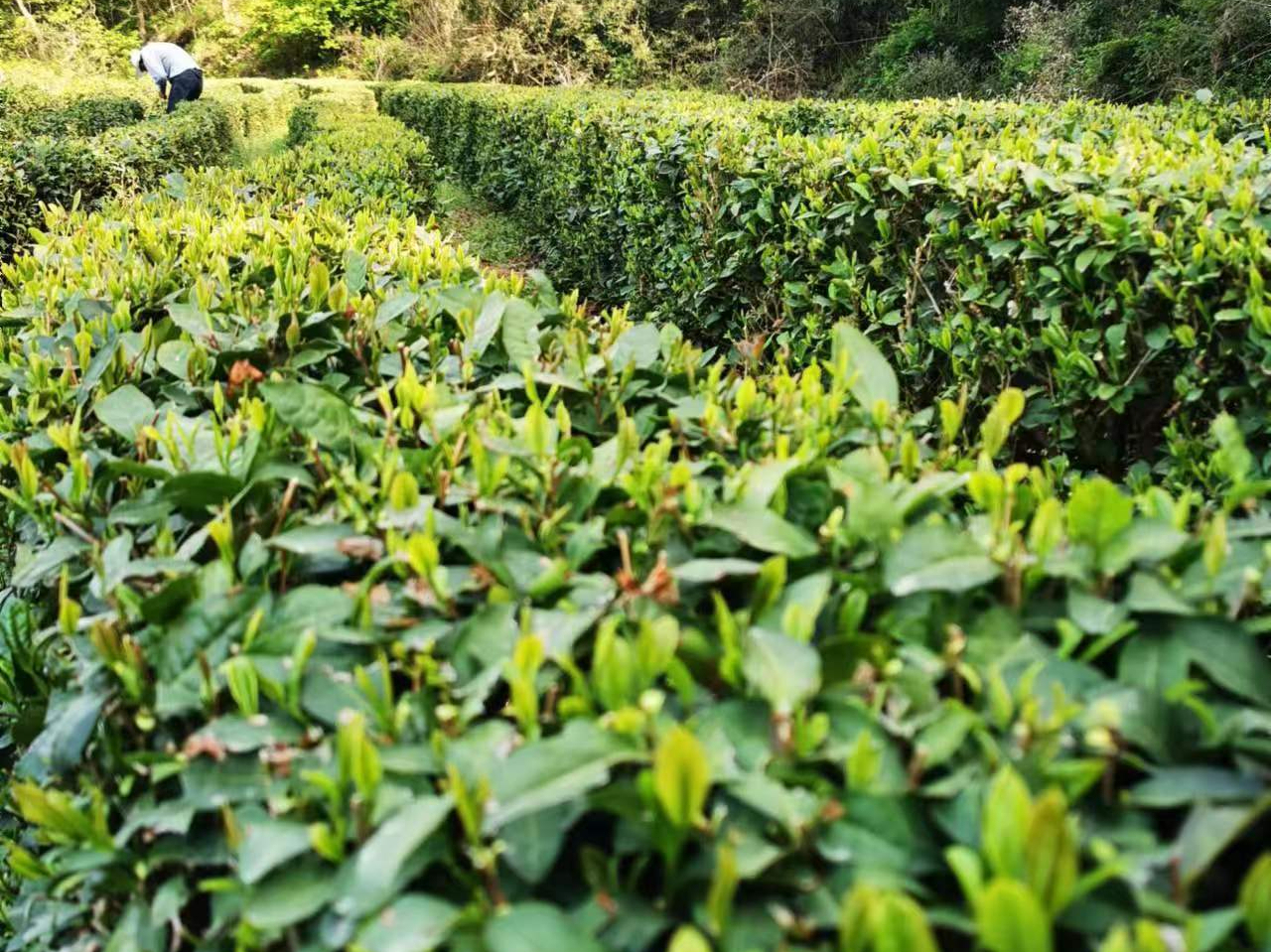 大悟綠茶介紹-大悟卟咕綠茶