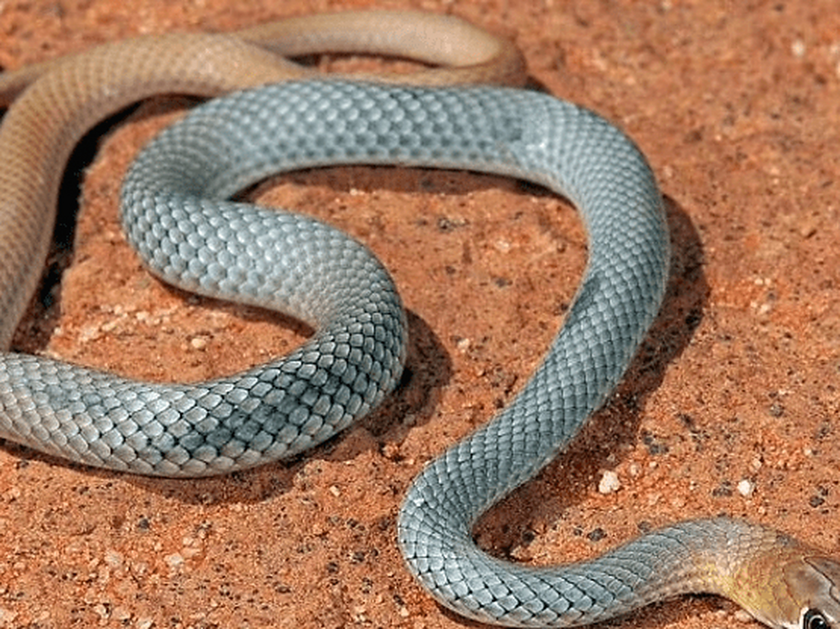 澳大利亚惊现毒蛇新品种"鞭蛇",行动迅速,竟白天出来捕食   一个由
