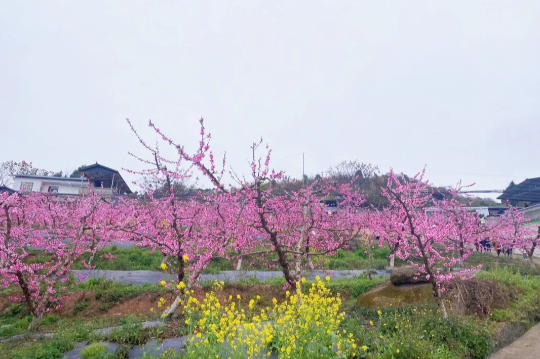 成都龙泉看花图片