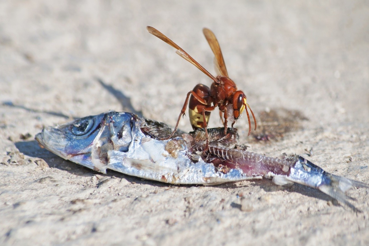 蜜蜂进化成"食肉动物",不仅失去了刺,肠道也变得跟秃鹫的一样