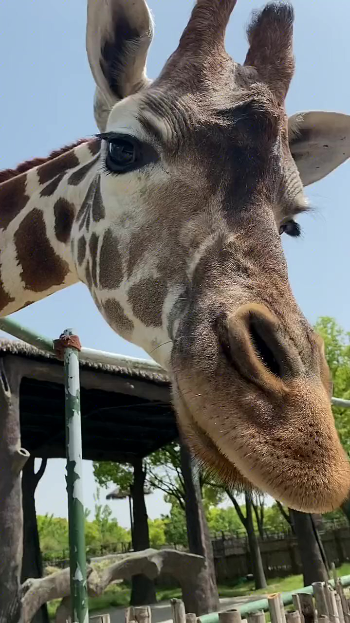 看长睫毛爱上了吗,真没想到长颈鹿的脖子这么长!