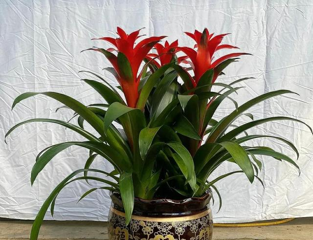 4种"财运花",越养越顺心,摆在家里,好运自然来