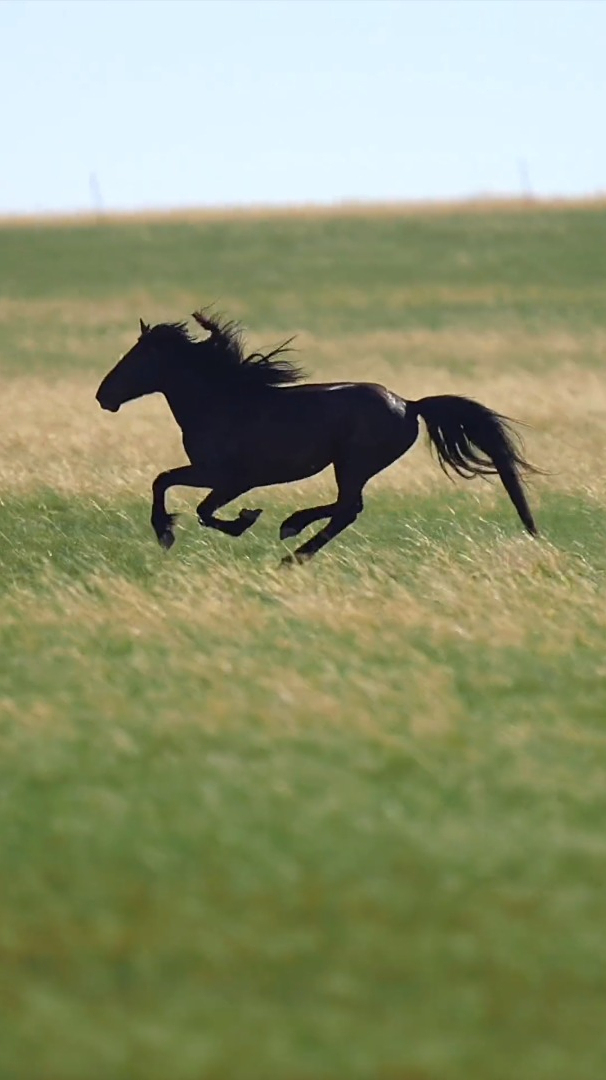 马背上的民族,蒙古马