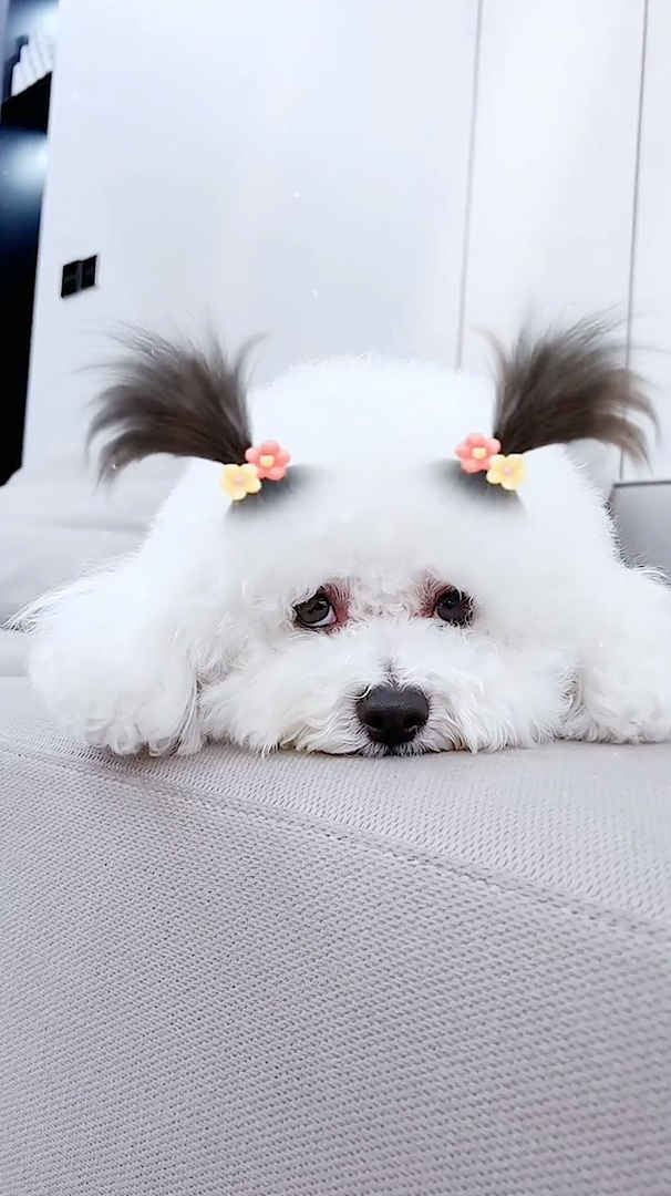 扎辫子的小泰迪可爱吗?