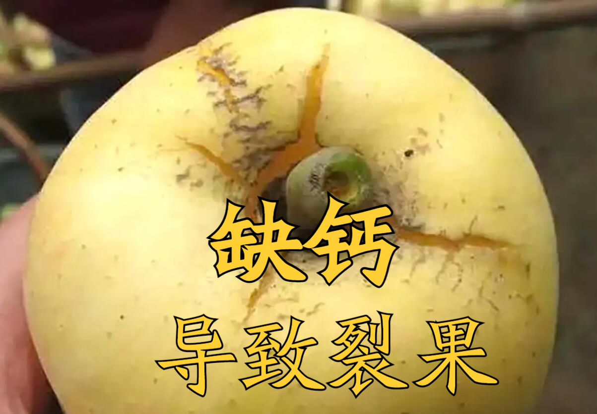作物缺钙最大的表现是什么?补钙最佳时机是什么?底肥还是追肥?