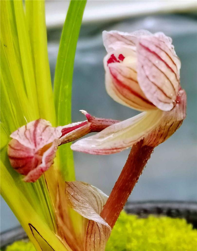 莲瓣兰荷瓣名品——回峰荷,叶型飘逸洒脱,香味纯正,气韵悠长