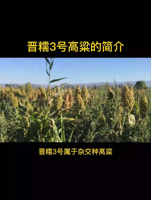 晋糯3号高粱产量图片