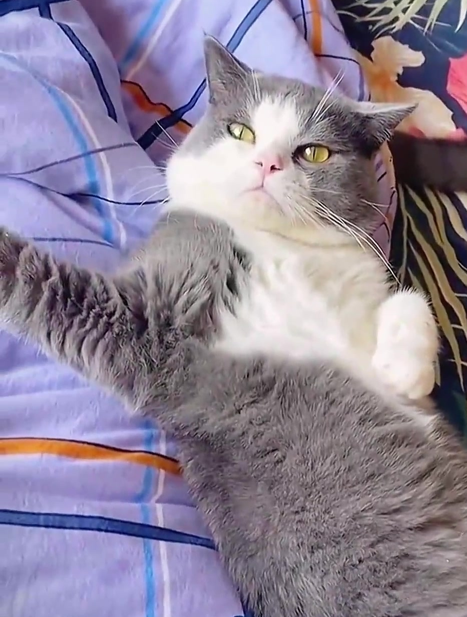 猫咪竟然大摇大摆的尿床,这明晃晃的挑衅小眼神-度小视