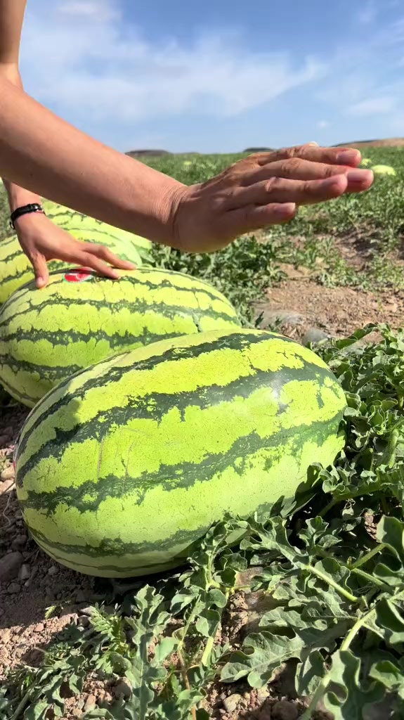 好吃又好种的懒汉西瓜个大味甜沙瓤爆汁适当新手小白种植