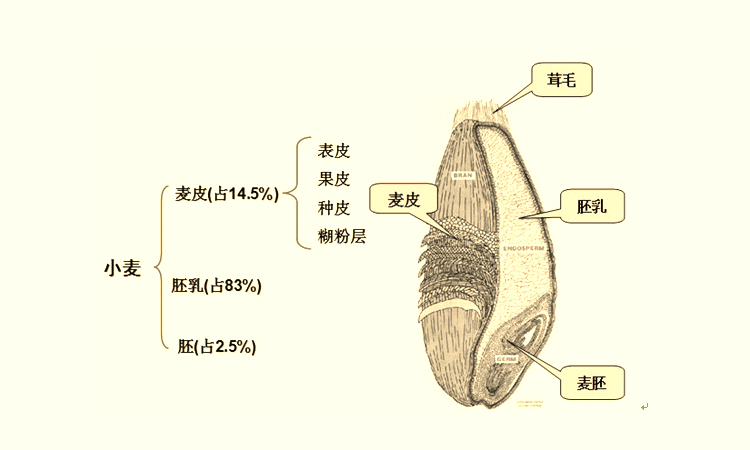 胚乳的作用