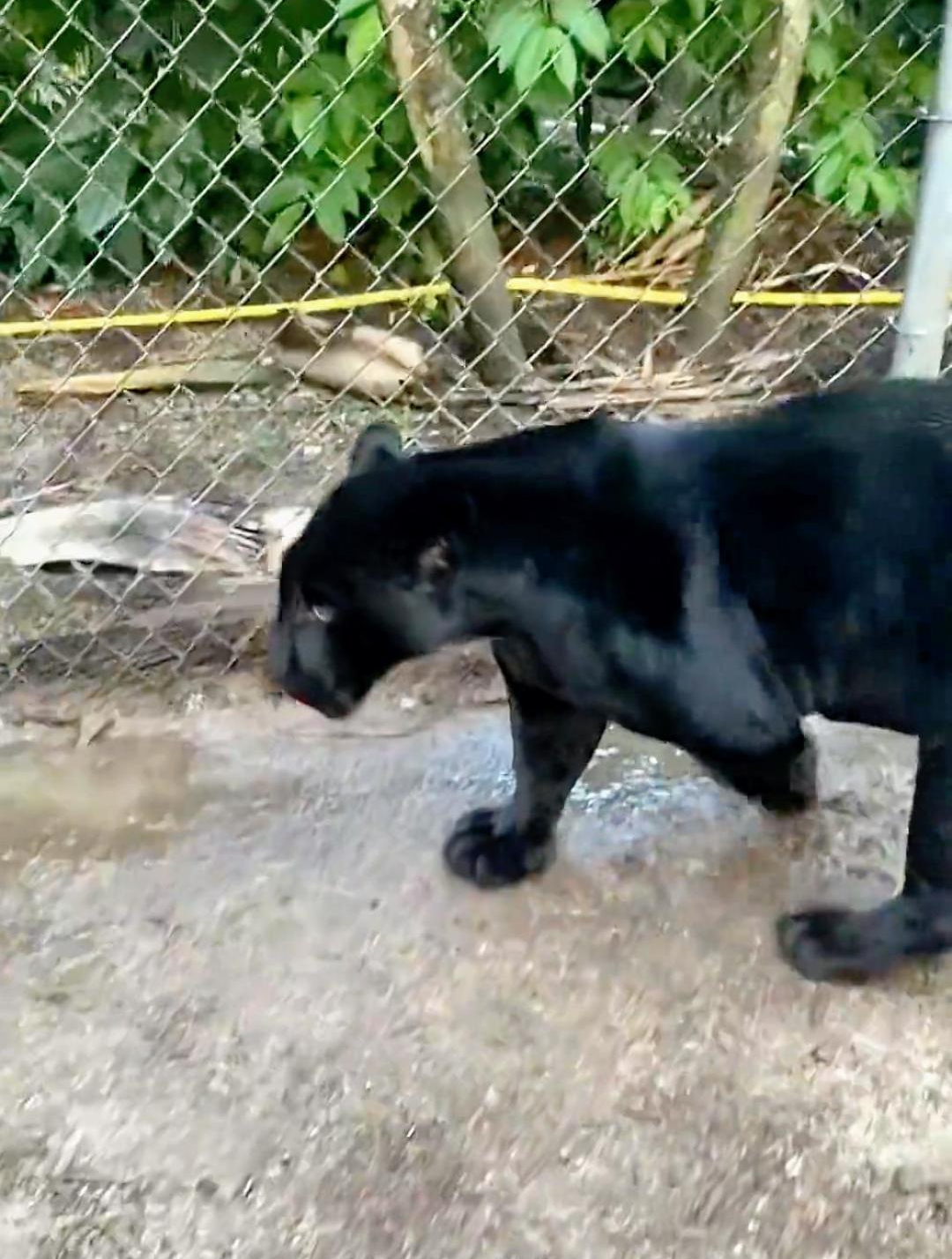 这黑豹怎么像小狗一样,还会撒娇!