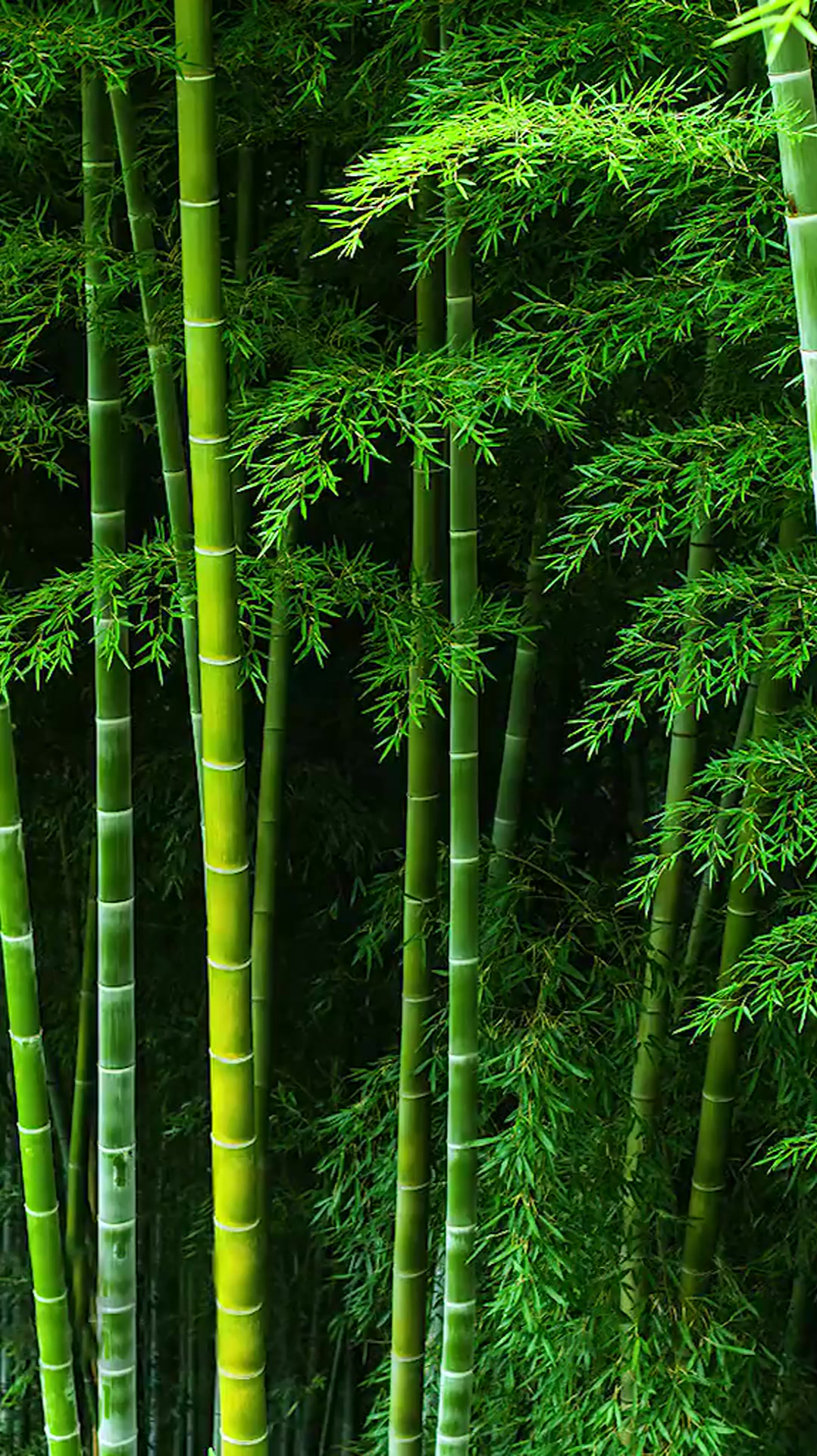 治愈:虚心劲节绿竹君,斗罢严寒迎新轮英姿不改青