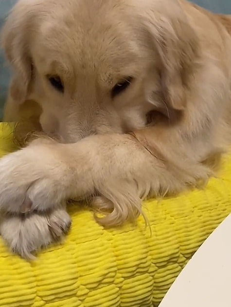 主人在狗子面前打开臭豆腐,狗子被臭的直接捂住鼻子!-度小视