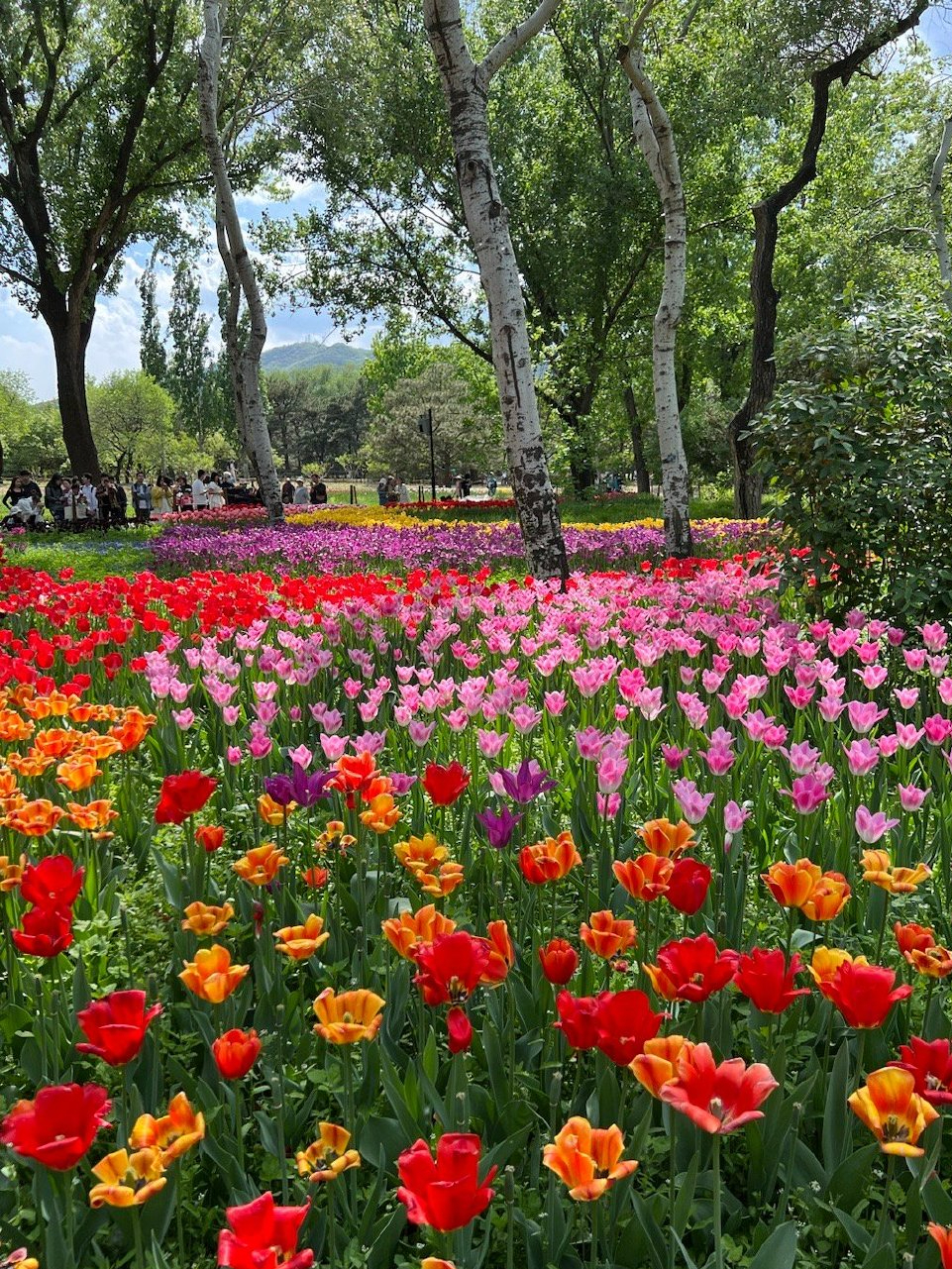 北京植物园一日游攻略