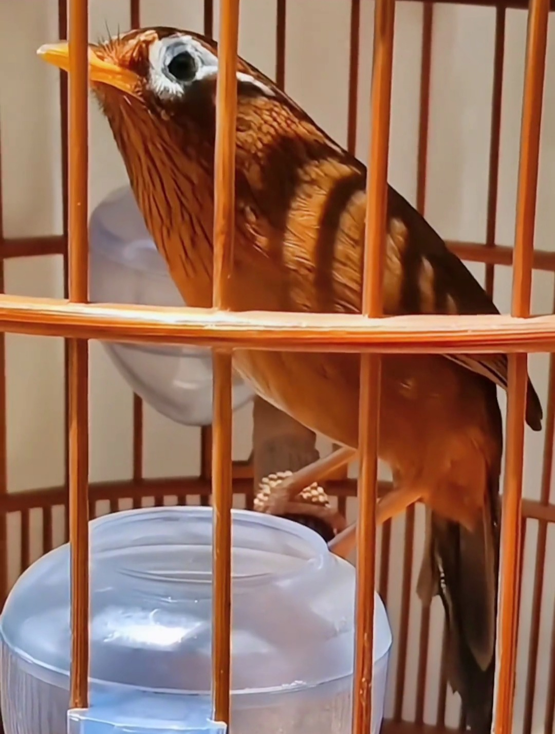 画眉鸟身体长的好还是短的好