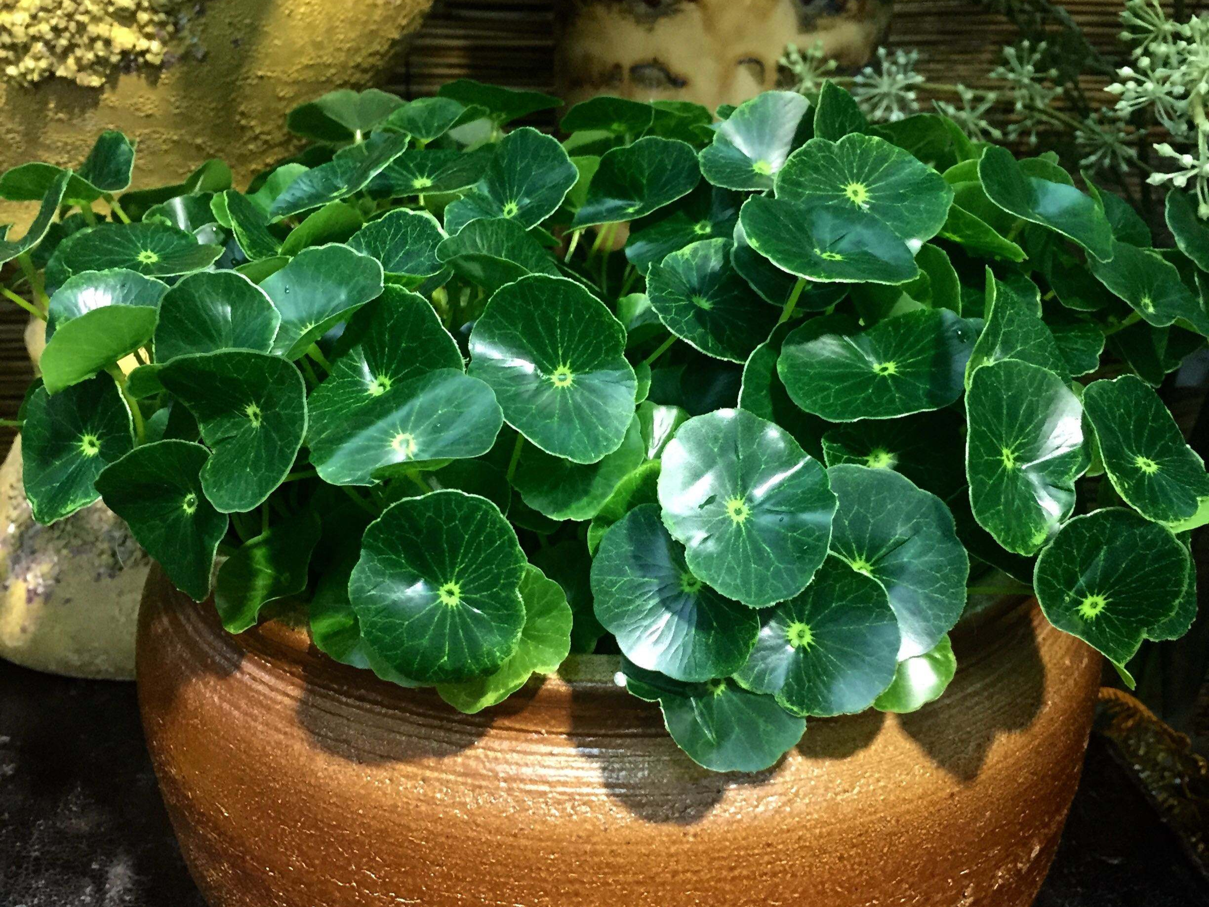 "家有铜钱草,财源滚滚来",铜钱草种植很简单,水培盆栽都可以