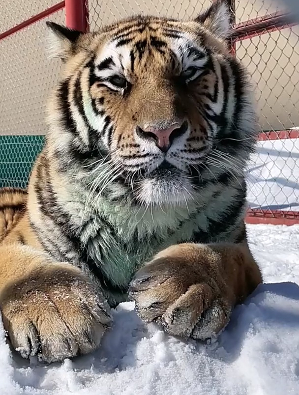 虎宝趴在雪地上晒暖,也不怕肚子着凉啊