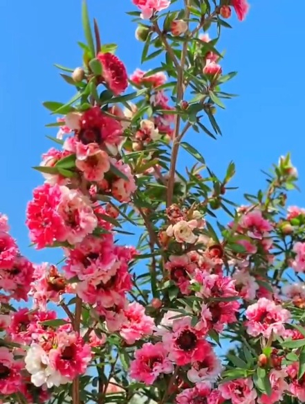 松红梅开花香吗图片