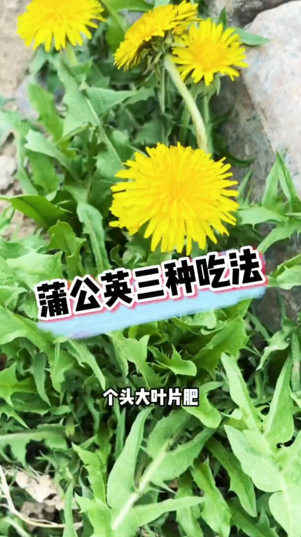 蒲公英的三种吃法快拿走试试吧
