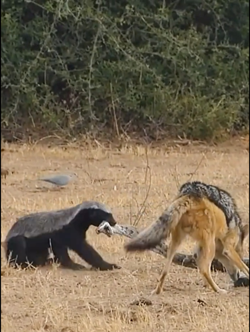 平头哥和巨蟒大战300回合,豺狼却中途来捣乱,最后结果看傻网友-度小视