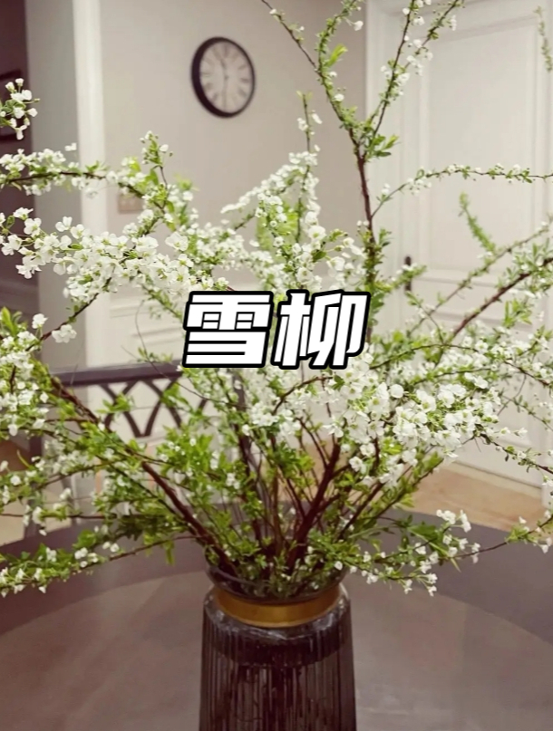 干枝雪柳如何快速花开满屋?学会两个方法,天气越冷开会越快