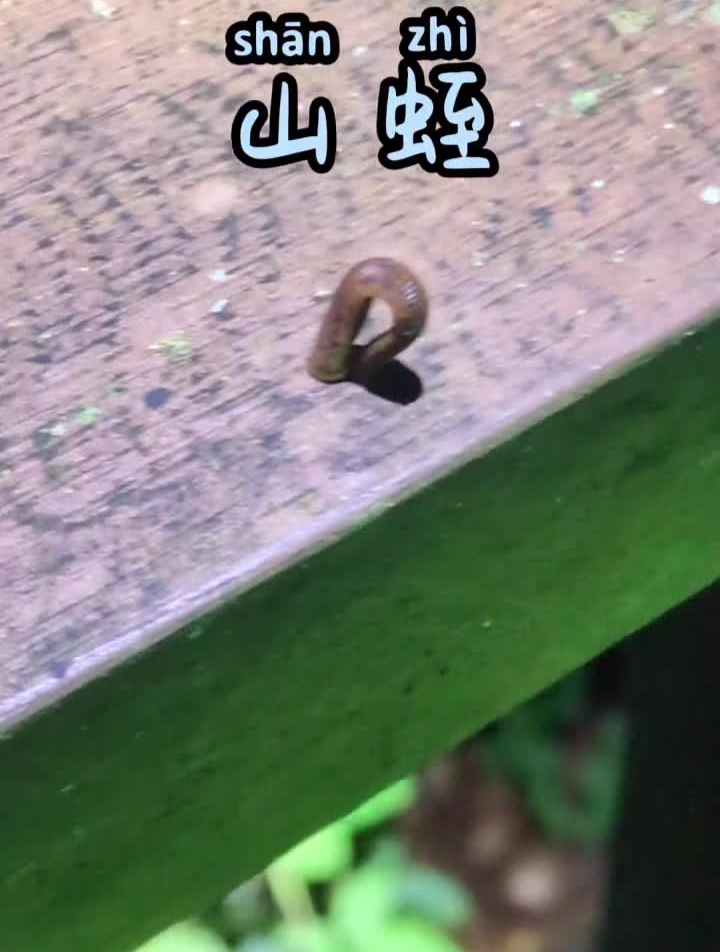 山蛭俗称旱蚂蝗是一种吸血的环节动物危害性不大但是侮辱性极强