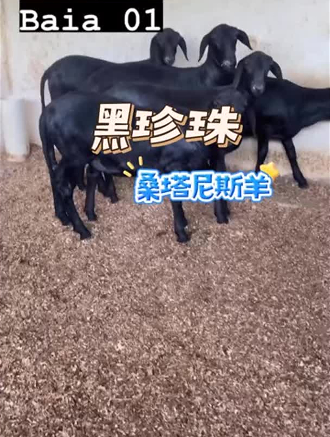 草原黑珍珠,桑塔尼斯羊 桑塔尼斯羊-度小视