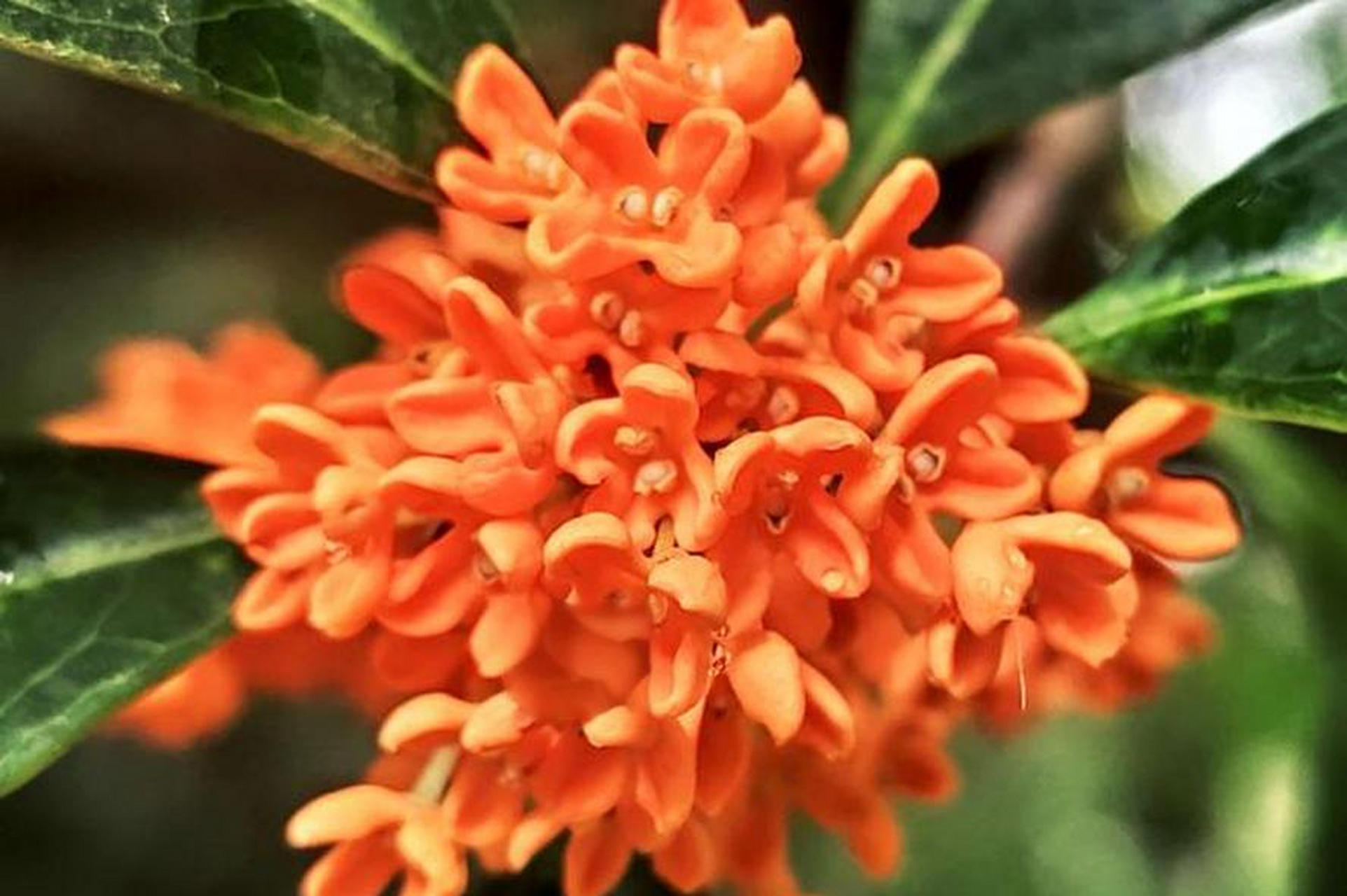 八月桂花盛开,花香四溢,象征着秋天的丰收和美好.