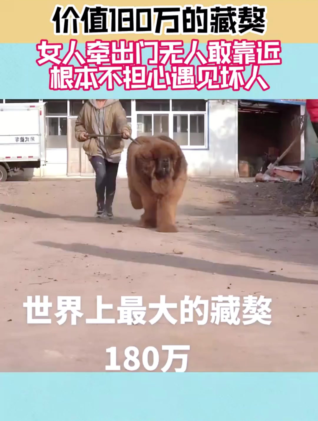价值180万的藏獒,女人牵出门无人敢靠近,根本不担心遇见坏人!