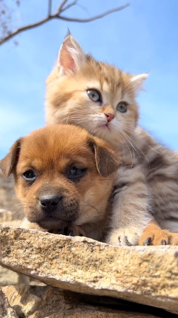 小狗狗治愈的笑容