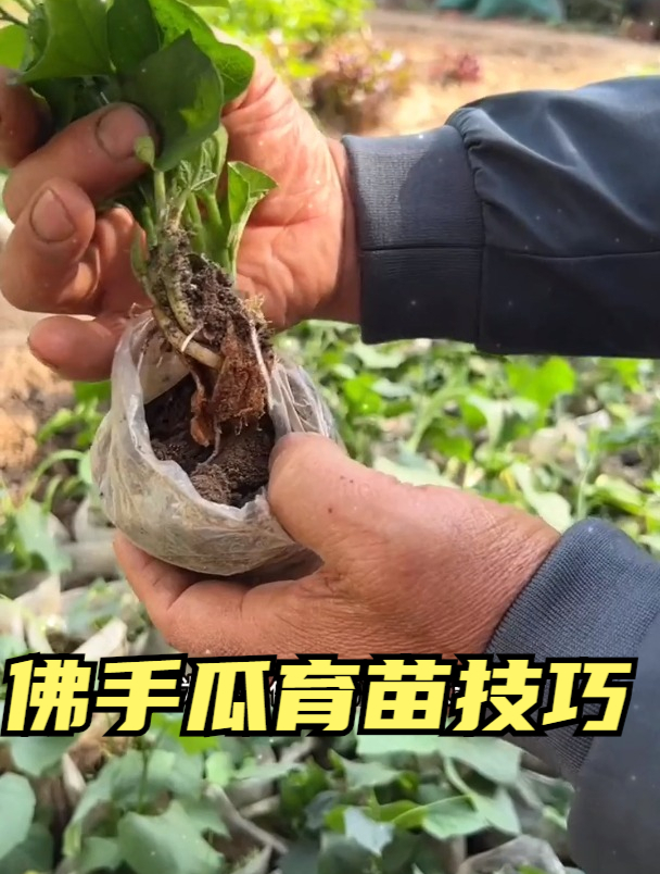 佛手瓜好吃,但育苗太难?老农教你"1招",苗子长势旺,结果多