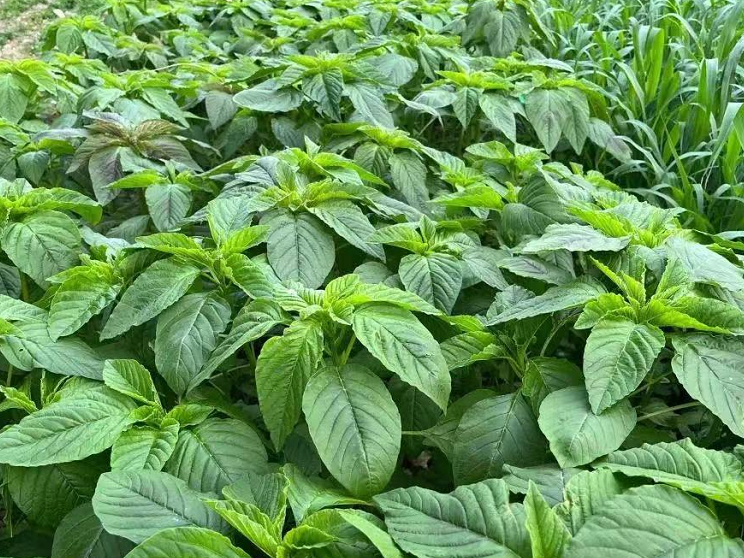 籽粒苋被誉为蛋白草,养猪增重快适口性好,一亩籽粒苋能养20头猪