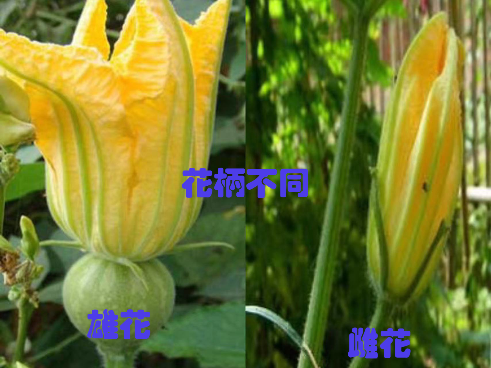 南瓜雄花和雌花的区别