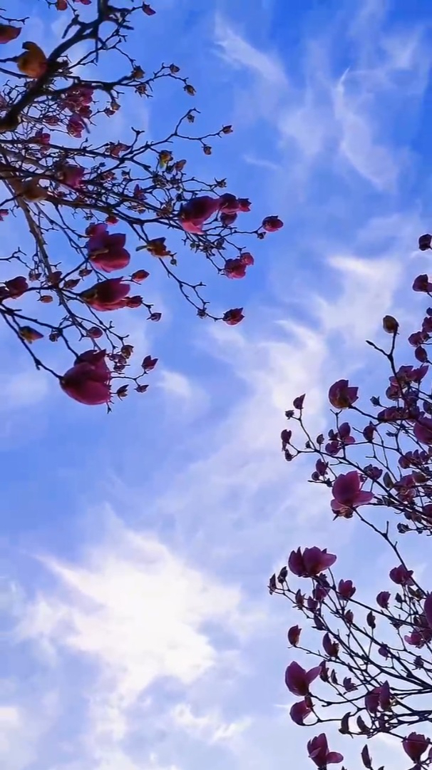 治愈风景:走在和煦的春风中,享受春天的阳光,一切