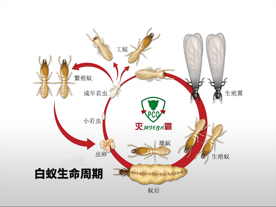 珠海白蚁防治-白蚁生命周期