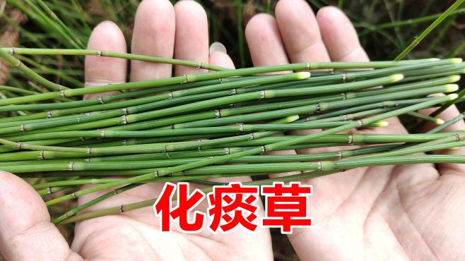 [图]节节草又名木贼，它就是80岁老奶奶口中的“化痰草”，煮水价值大