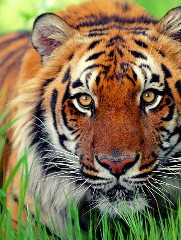 老虎湖边喝水,姿势太霸气,眼神犀利!