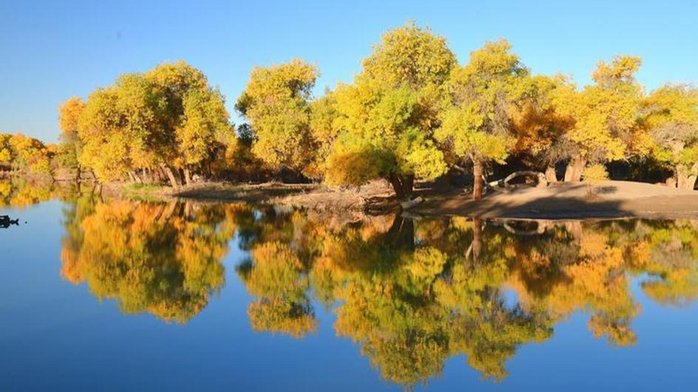 胡杨寓意坚韧不拔,生命力强大,耐得住寂寞和适应力强等积极向上的价值