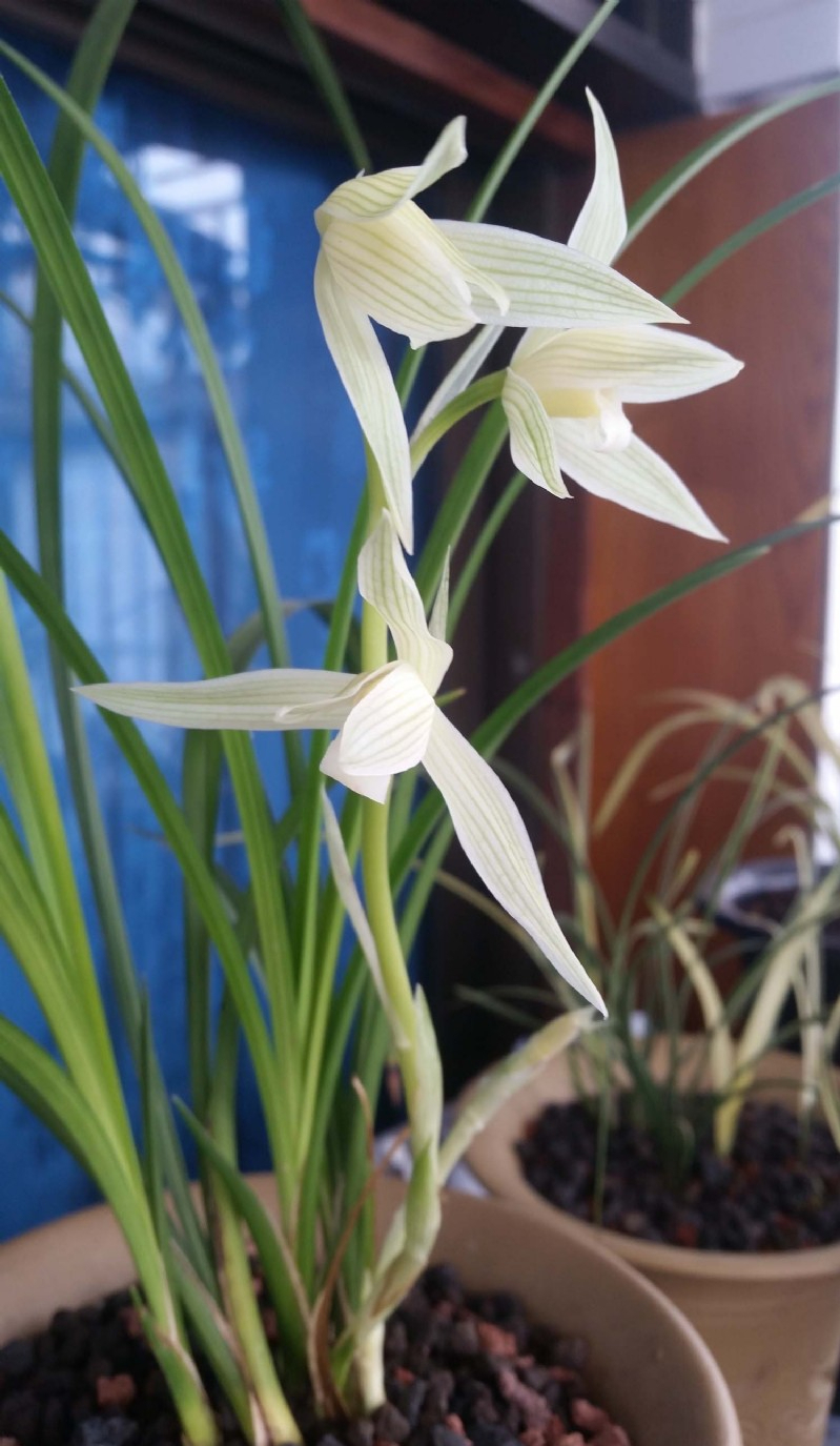 莲瓣兰素花铭品——"大雪素",花色如雪,叶姿优雅,观赏性极强