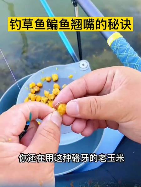 用玉米钓鱼没口?那是你用法有问题,这样调整后想不上鱼都很难-度小视