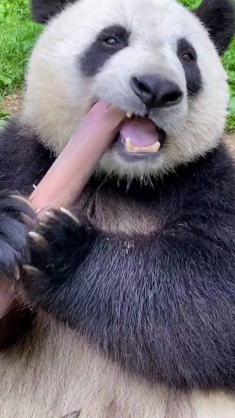 国宝大熊猫吃竹笋的声音丝滑带感清脆