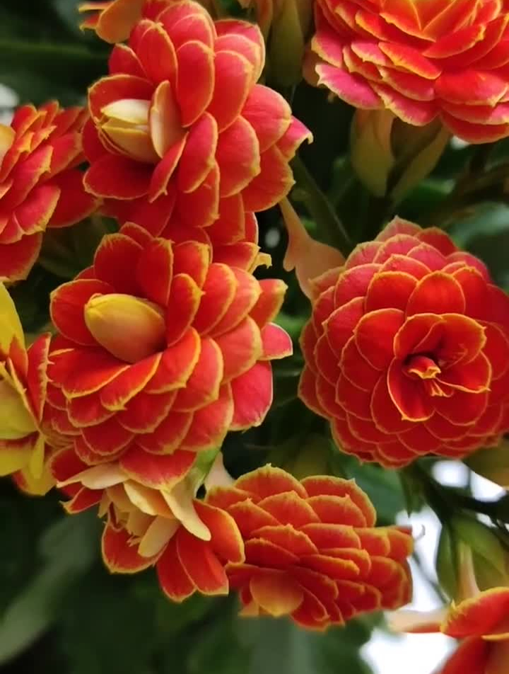 金狐狸长寿花.每日分享小视频-度小视