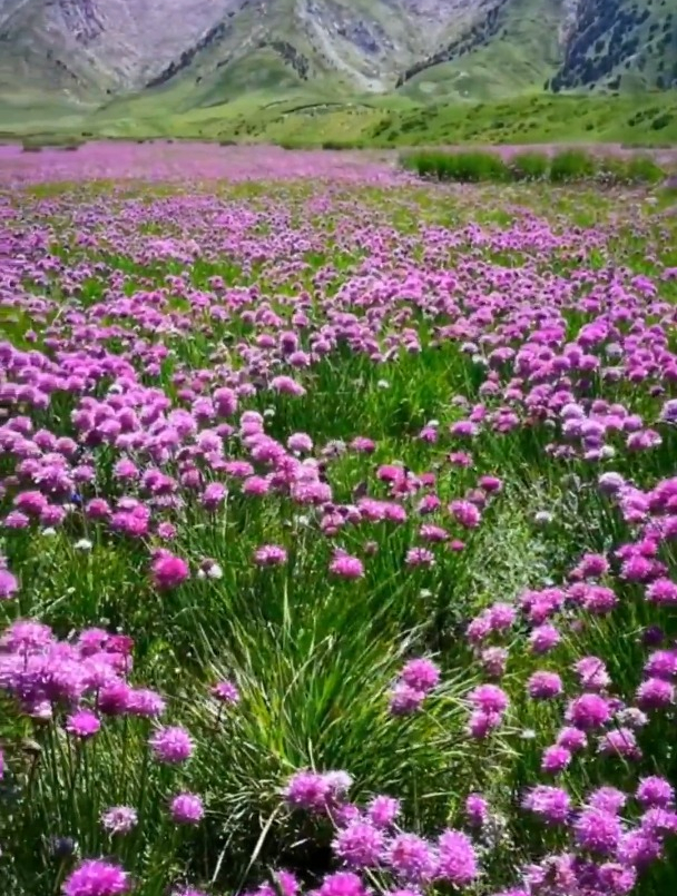 野葱开花图片图片