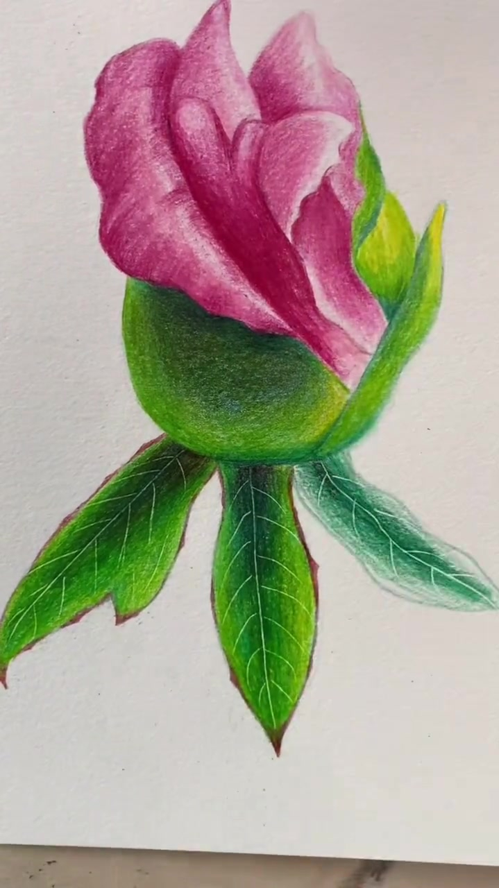 彩铅画,画芍药的花苞