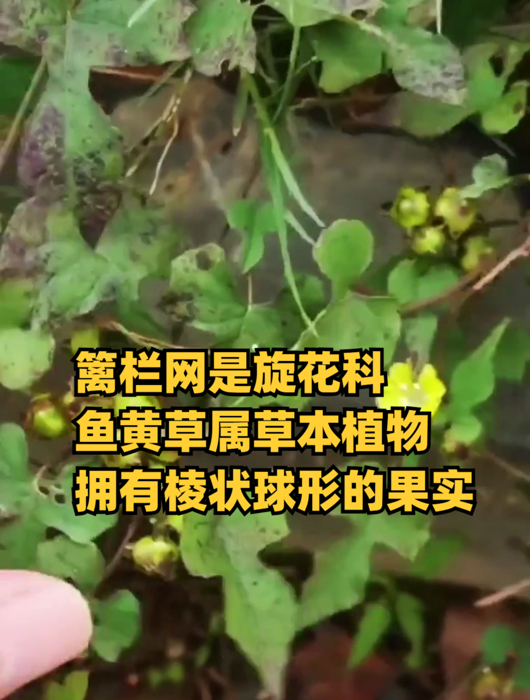 篱栏网,旋花科鱼黄草属草本植物,拥有棱状球形的果实-度小视